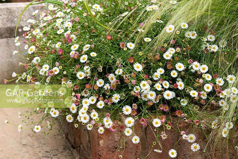 Erigeron karvinskianus - Mexican Fleabane and Stipa tenuissima - Mexican feather grass