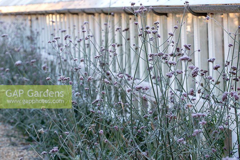 Verbena bonariensis in early Winter, lining the long Victorian greenhouse. 