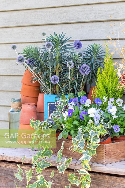 Blue autumnal arrangement with cut Echinops - Globe Thistle - and Euphorbia in vintage tin container, stacked terracotta pots and wooden crate of flowering Viola.