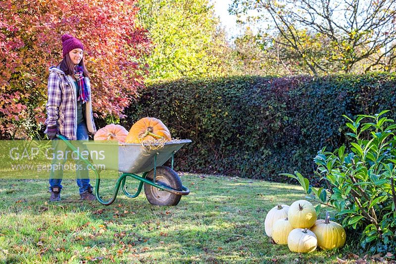 Woman pushing wheelbarrow containing two large pumpkins through garden.