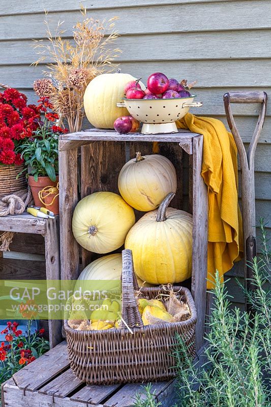 Colander of harvested apples on wooden crate stacked with yellow pumpkins and basket of quince.