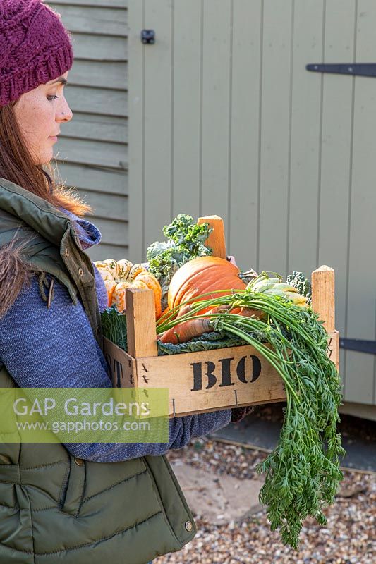 Woman carrying crate of organic vegetables to shed.