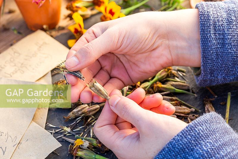 Woman harvesting seeds from dried seedheads of Tagetes patula 'Naughty Marietta' - French Marigold  'Naughty Marietta'.