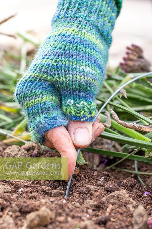 Woman staking Verbena flowerheads into place on soil, to act as mulch and ensure that seeds fall out and establish naturally.