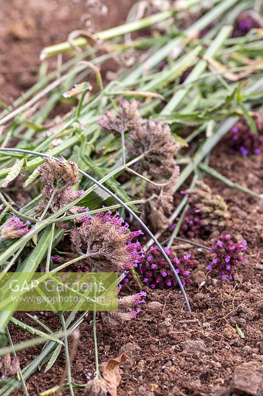 Verbena flowerheads laid out on soil, to act as mulch and ensure that seeds fall out and establish naturally.