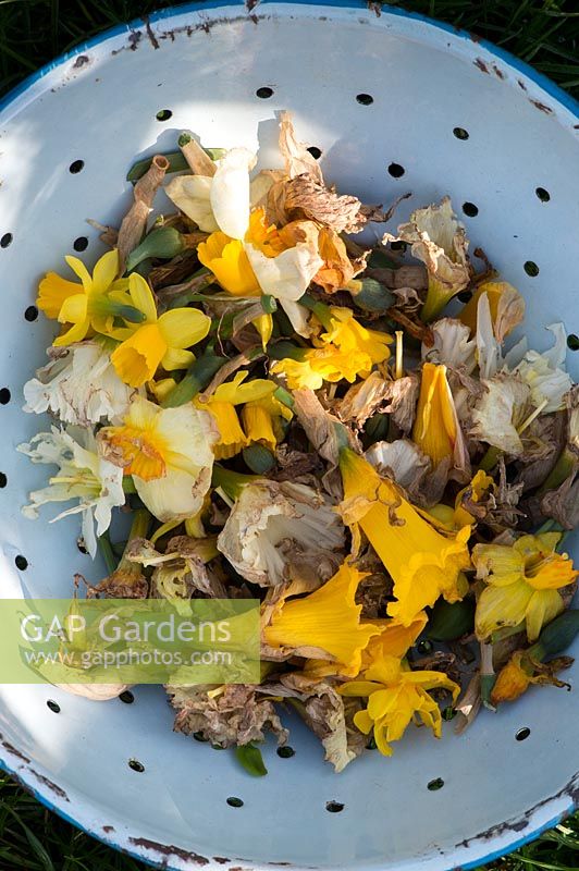 Dead headed Daffodils in colander