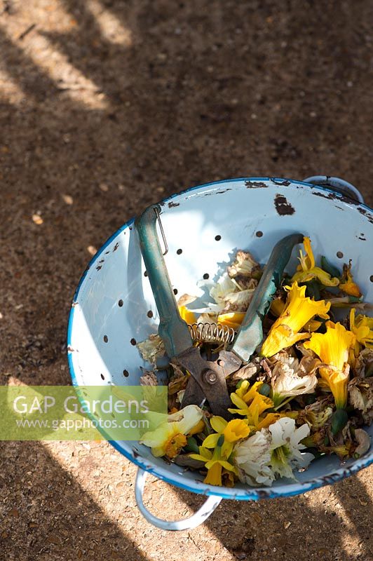 Dead headed Daffodils with secateurs in colander