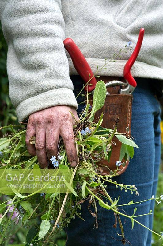 Female Gardener clearing dead plants