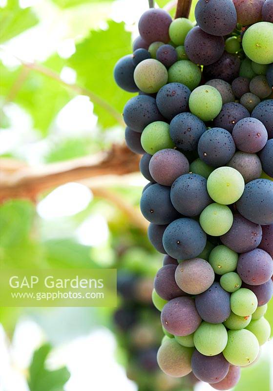 Vitis - Grapevine 'Royal Ascot' - Grapes ripening