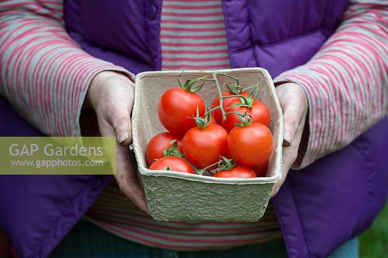 Gardener holding box of Solanum lycopersicum - Vine Tomatoes