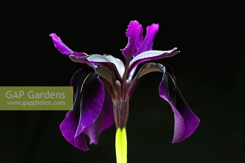 Iris chrysographes 'Black Form'