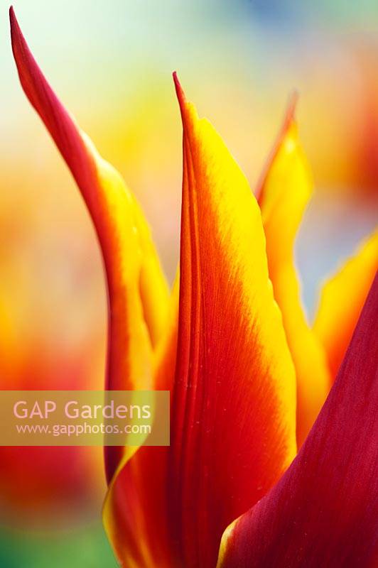 Tulipa 'Synaeda King' - Lily flowered Tulip