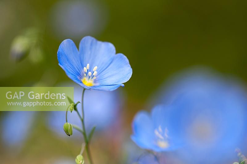 Linum Perenne - Blue Flax flowers