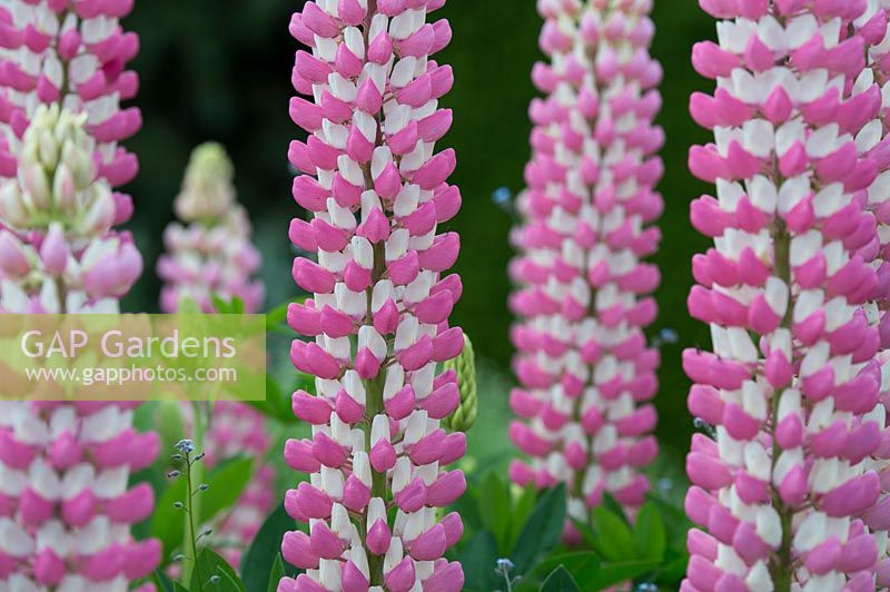 Lupinus - Lupin 'The Chatelaine'