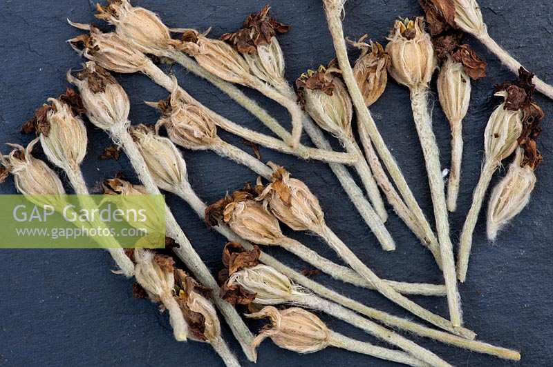Lychnis Coronaria - Rose Campion flower seed pods 