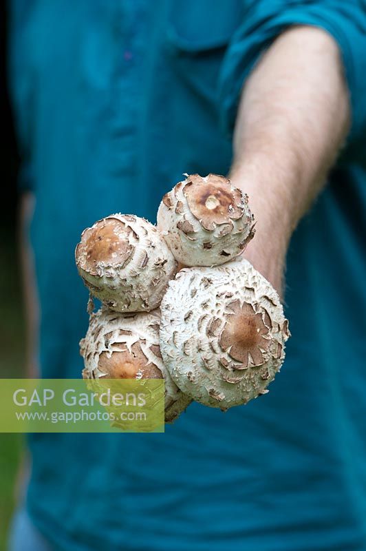 Macrolepiota procera - Man holding foraged parasol mushrooms 