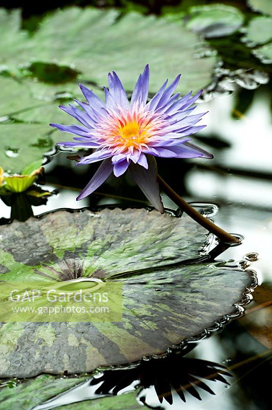 Nymphaea 'Foxfire' - Water Lily