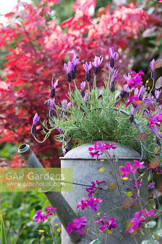 Old metal Watering can planted with Lavandula stoechas 'Victory' in an English garden. 