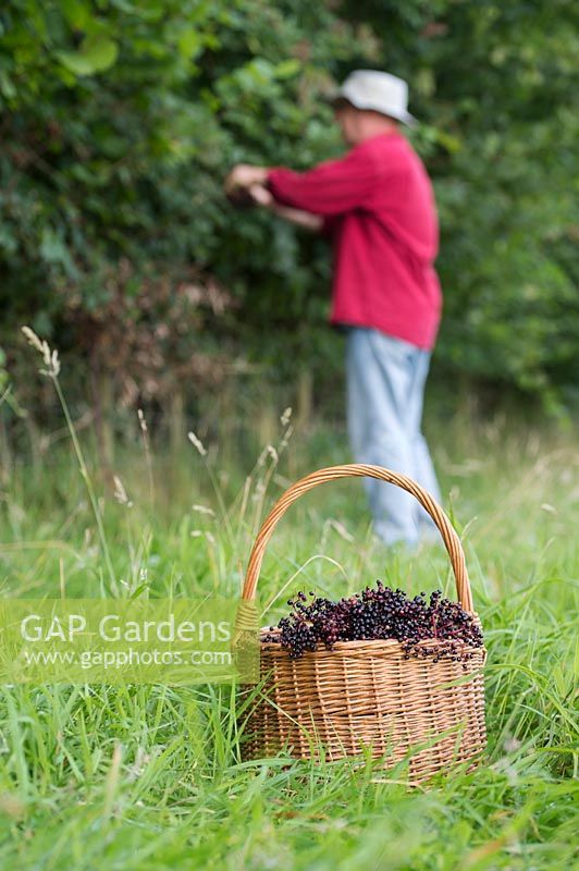 Sambucus nigra - Man picking elderberries. 