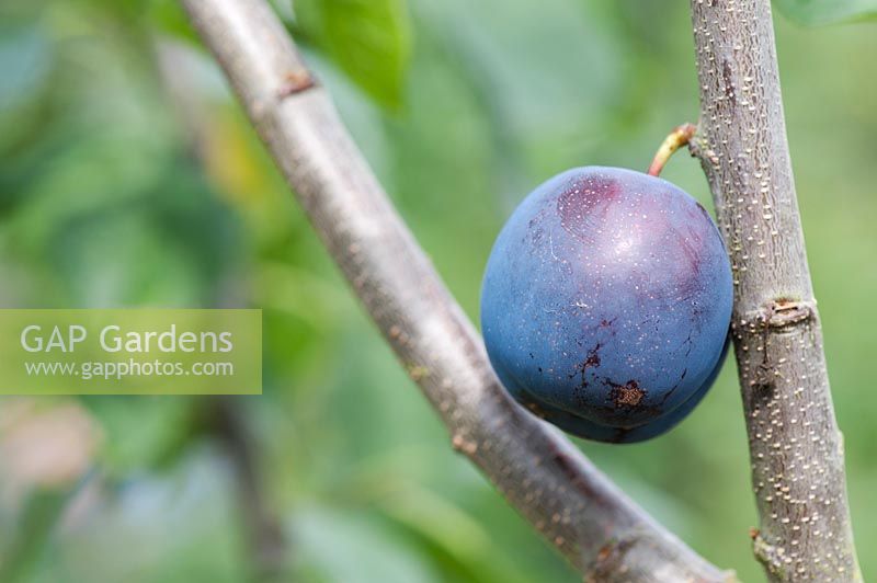 Prunus domestica 'Anita' - Plum 'Anita' 