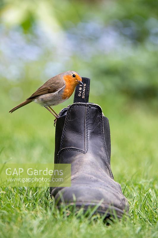 Erithacus rubecula - Robin - on an old garden boot. 