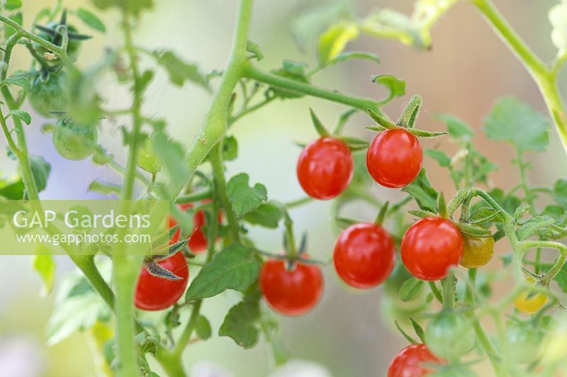 Solanum pimpinellifolium - Currant Tomato 