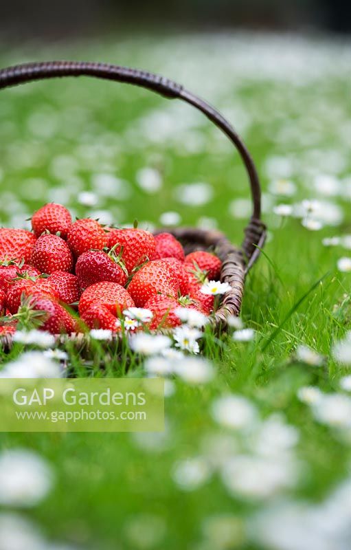 Fragaria x ananassa - Strawberries in a wicker basket amongst daises. 