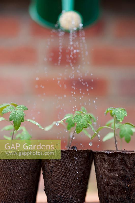 Watering tomato seedlings in biodegradable fibre pots. 