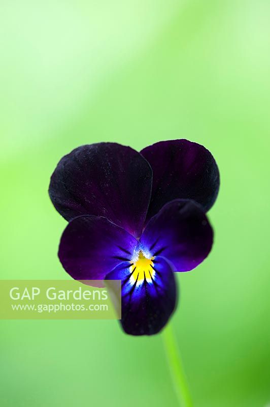 Viola cornuta 'Bowles Black' - Tufted Pansy 