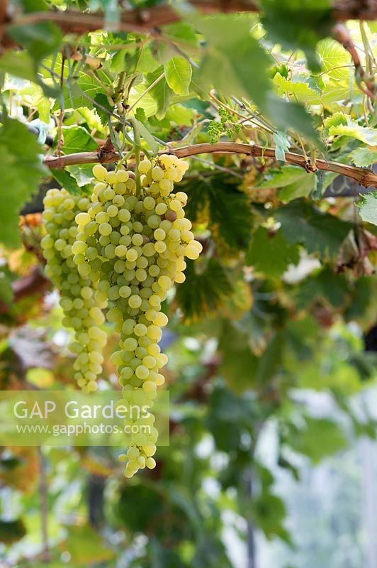 Vitis vinifera 'Sultana Thompsons Seedless' - Grapes