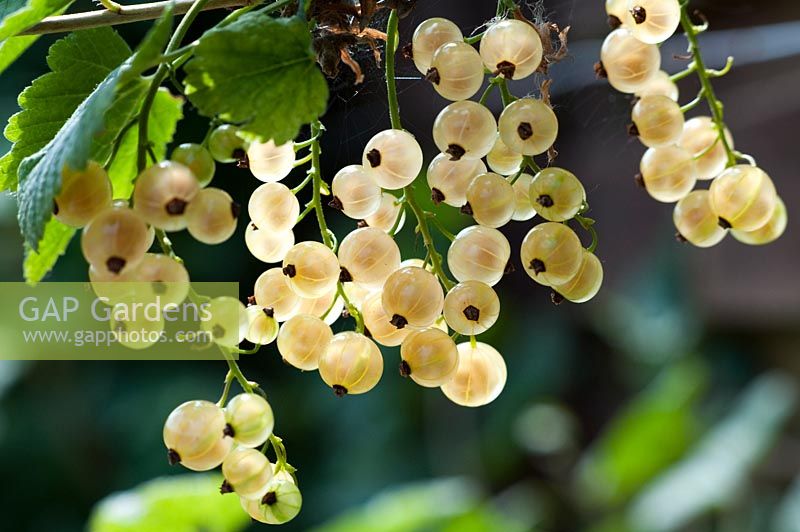 Ribes rubrum 'White Grape' - White currant berries 