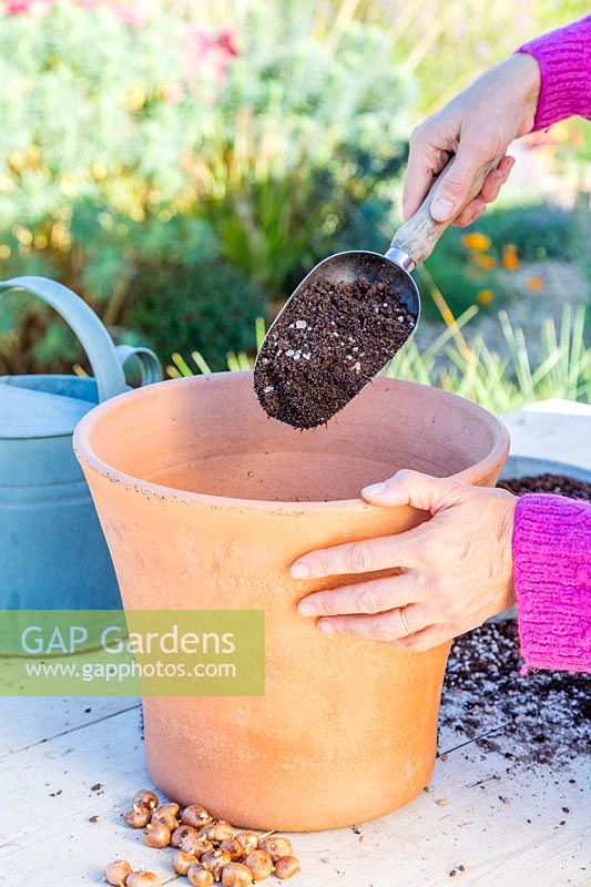 Adding soil and grit to terracotta pot.