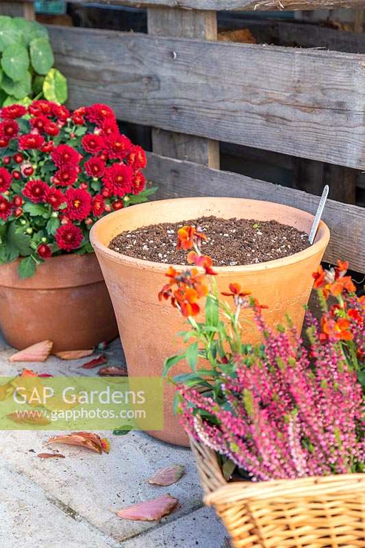Terracotta plant pot containing multiple layers of bulbs standing among autumn flowering plants.