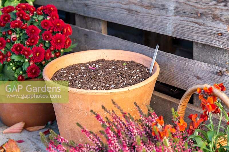 Terracotta plant pot containing multiple layers of bulbs standing among autumn flowering plants.