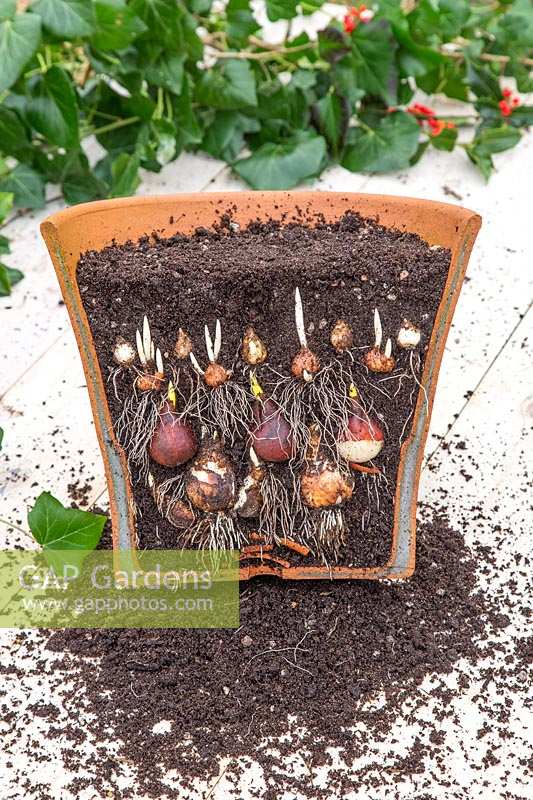 Cross section of rooting and shooting bulb lasagna in terracotta pot, including Narcissus 'Cheerfulness White', Tulipa 'Passionale', Crocus 'Ruby Giant' and Muscari latifolium.