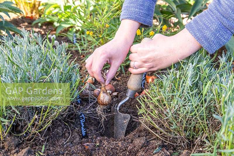 Woman planting spring flowering bulbs where they landed, in border.