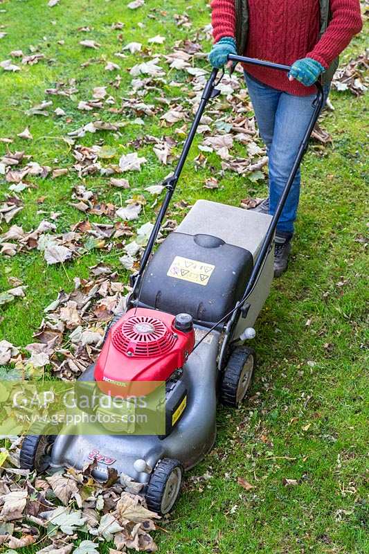 Mowing leaf litter from lawn to create mulch.