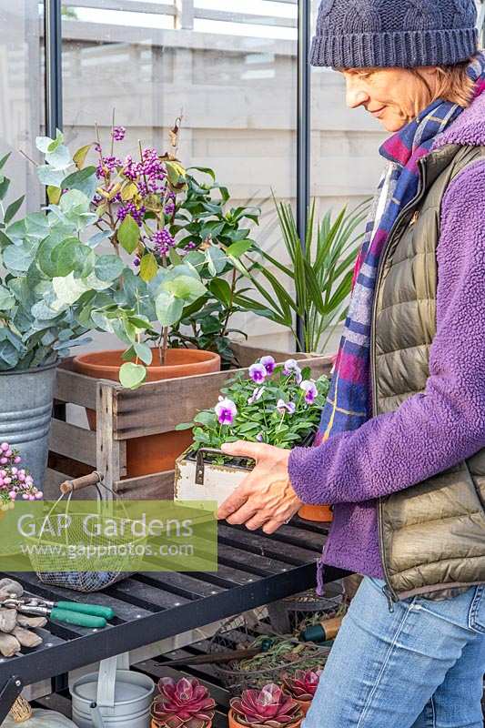 Woman placing tray of flowering Viola onto greenhouse potting bench.