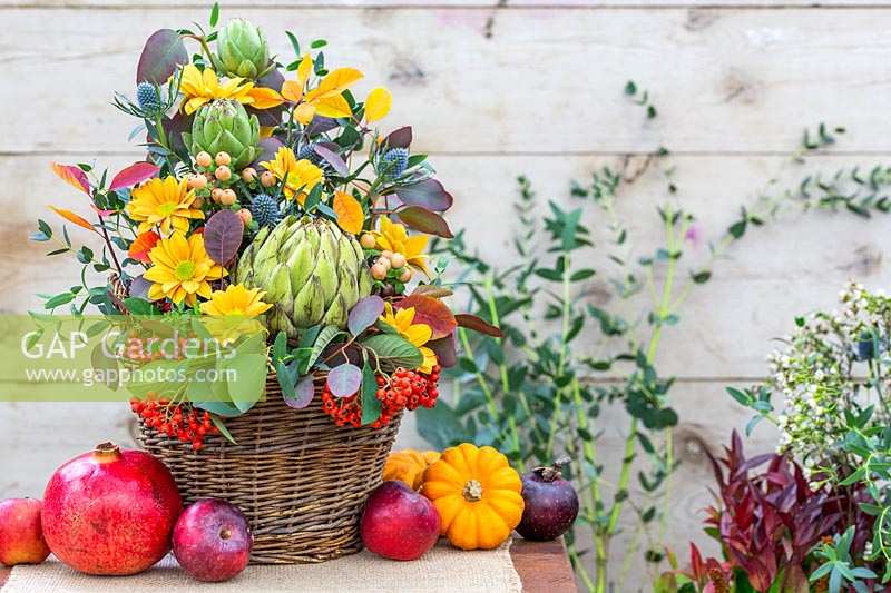 Autumnal floral arrangement in wicker basket, using cardoons, Chrysanthemum, Erngium, Cotoneaster, seeded Eucalyptus and Cotinus coggygria - Smoke bush.