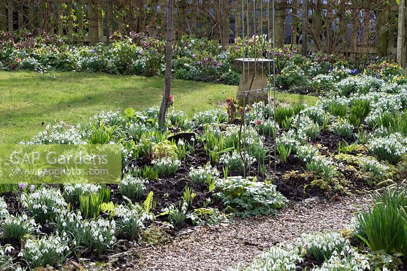 Cottage Garden with Galanthus Nivalis - snowdrops, Narcissus 'Jack Snipe' in bud, Helleborus - hellebores, leaves of perennials, Crocus and Eranthis hyemalis - Winter aconites. Rose arches along a gravel path leading to a picket gate in early March.