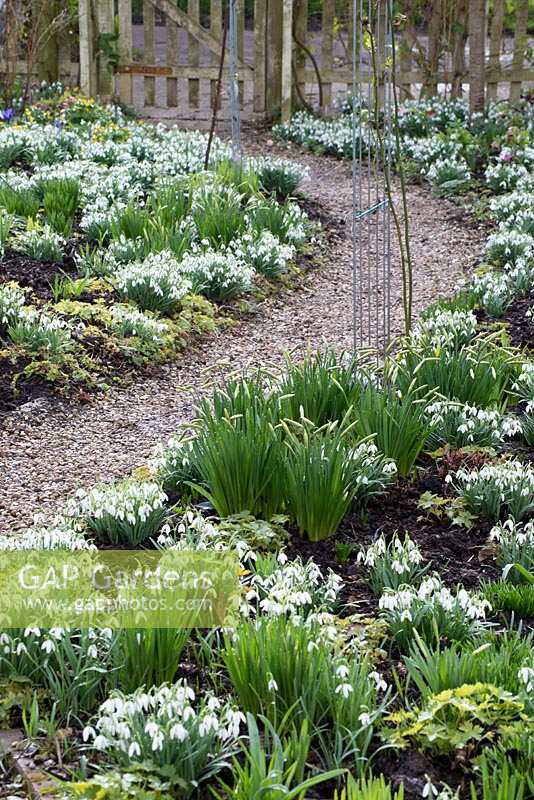 Cottage Garden with Galanthus Nivalis - snowdrops, Narcissus 'Jack Snipe' in bud, Helleborus - hellebores and Eranthis hyemalis - Winter aconites. Rose arches allong a gravel path leading to a picket gate in early March.