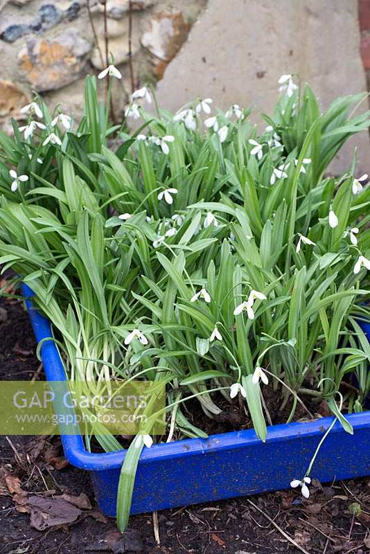 Galanthus plicatus and Glanthus nivalis - snowdrops, dug and ready for dividing and replanting and sharing
