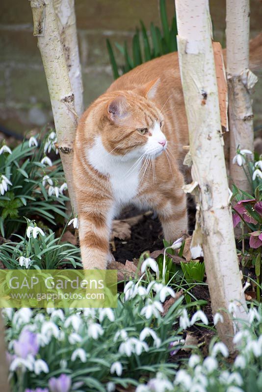 Thomas the cat under the Betula utilis var. jacquemontii - Silver Birch trees with Helleborus - Hellebores and Galanthus nivalis- snowdrops. 