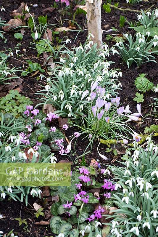 Galanthus nivalis - snowdrops, Crocus and Cyclamen coum under Betula utilis var. jacquemontii - Silver Birch tree in early March