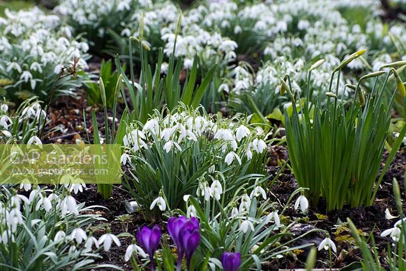 Galanthus Nivalis - snowdrops, Narcissus 'Jack Snipe' in bud and Crocus in early March.