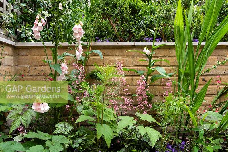 Raised bed with Digitalis 'Suttons Apricot', Crocosmia, Heucherella 'Tapestry'