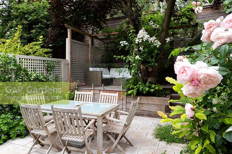 Secluded garden in two levels, dining furniture and trellis fencing, Rosa 'The Generous gardener' in foreground