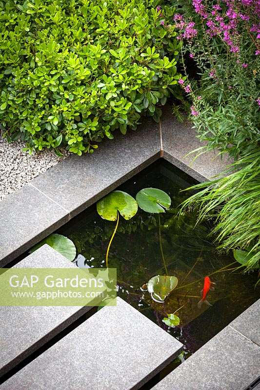 Detail shot of modern narrow garden pond. Garden designed by John Davies Landscape.