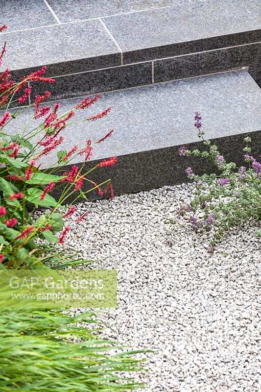 Detail shot of plants softening gravelled area in front of paved steps. Garden designed by John Davies Landscape.