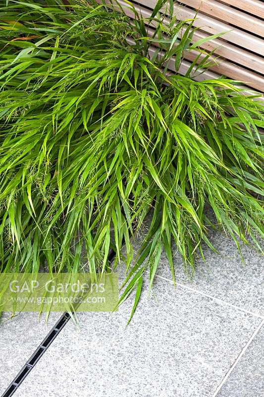 Hakonechloa macra - Japanese Forest Grass